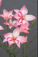 Gladiolus carmineus aff.